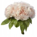 Duży bukiet piwonii morelowych