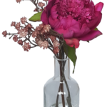 Piwonia w wazonie ze sztuczną wodą