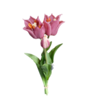 Bukiet tulipanów ciemnoróżowych naturalnych w dotyku