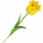Tulipan żółty naturalny w dotyku