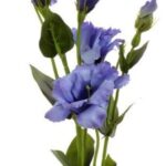 Eustoma niebieska gałązka eustomy 80cm