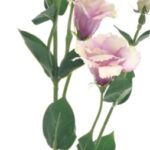 Eustoma różowa gałązka eustomy 82cm