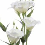 Eustoma biała gałązka eustomy 80cm