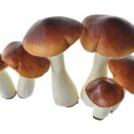 Sztuczne grzyby grzybki maślaki 6szt