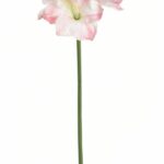 Amarylis biało-różowy 76cm