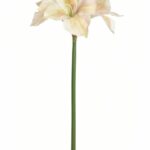 Amarylis kremowo-brzoskwiniowy 76cm