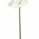 Amarylis biały 76cm