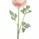 Pełnik jaskier kremowo-różowy