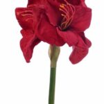 Amarylis czerwony 75cm