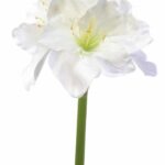 Amarylis biały 75cm