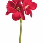 Amarylis welurowy czerwony 75cm