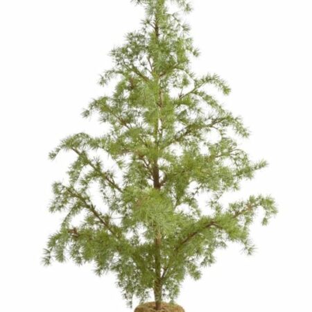 Drzewko choinka modrzew 120cm