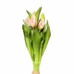 Bukiet pęczek 7 tulipanów tulipany gumowe różowe pąki