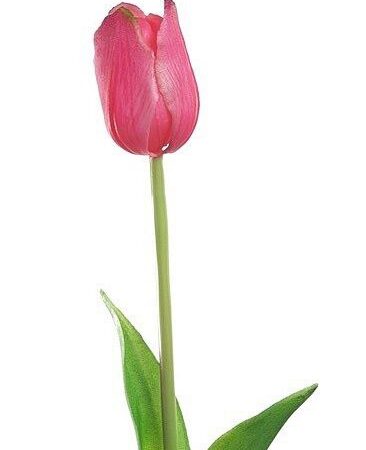 Tulipan pojedynczy otwarty gumowy różowy
