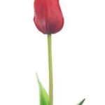 Tulipan pojedynczy otwarty gumowy czerwony