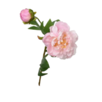 Piwonia peonia z pąkiem jasnoróżowa 66cm