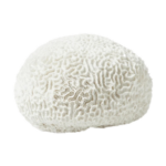 Koralowiec ozdobny okrągły