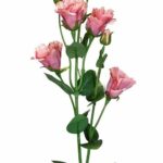 Eustoma różowa 80cm