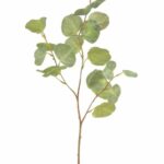 Eukaliptus zielony gałązka eukaliptusa 70cm