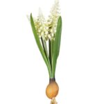 Szafirki białe z cebulą