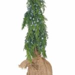 Choinka mała jałowiec w worku 47cm