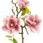 Magnolia różowa gałązka magnolii 58cm