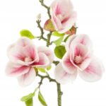 Magnolia różowa gałązka magnolii 58cm
