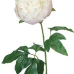 Piwonia peonia biała jasnoróżowa 60cm