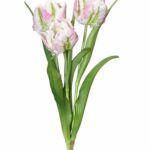 Bukiet pęczek tulipanów tulipan papuzi jasnoróżowy