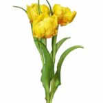 Bukiet pęczek tulipanów tulipan papuzi żółty