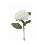 Hortensja biała kremowa hortensje 70cm
