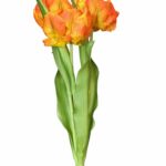 Bukiet pęczek tulipanów tulipan papuzi pomarańczowe