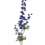 Ostraóżka wysoka fioletowa 80cm