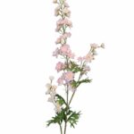 Ostróżka wysoka jasnoróżowa 80cm