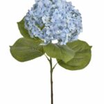 Hortensja jasnoniebieska 80cm